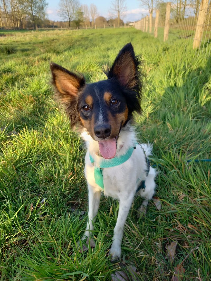 Rintintin