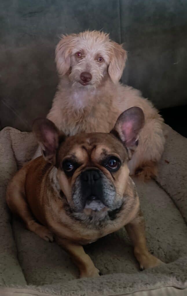 , Adopteer! Buitenlandse honden en katten uit Spanje ter adoptie