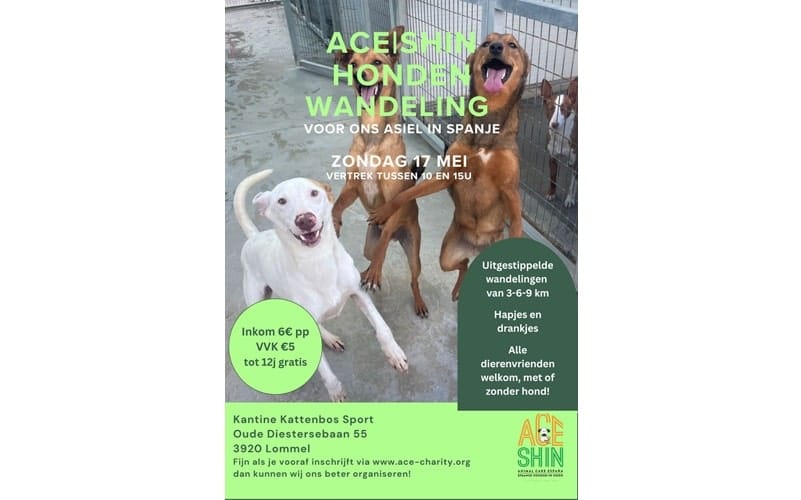 , Adopteer! Buitenlandse honden en katten uit Spanje ter adoptie