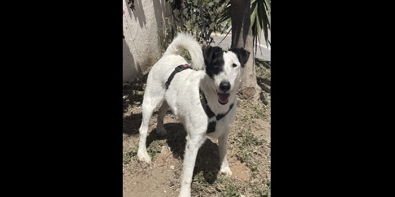 , Adopteer! Buitenlandse honden en katten uit Spanje ter adoptie
