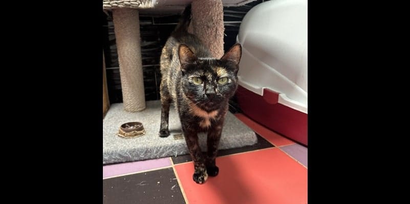, Adopteer! Buitenlandse honden en katten uit Spanje ter adoptie