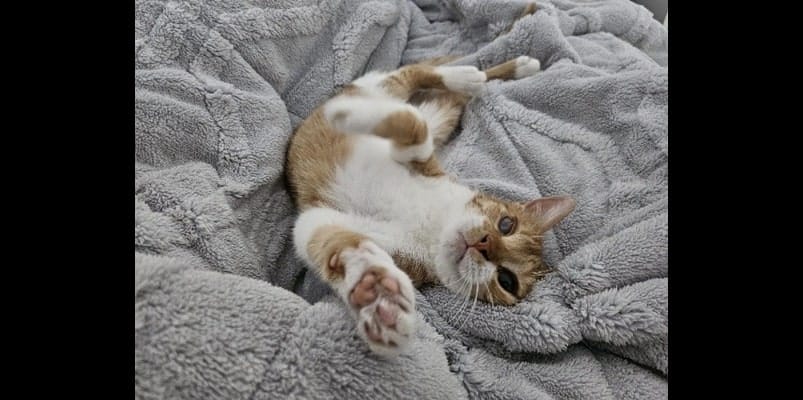 , Adopteer! Buitenlandse honden en katten uit Spanje ter adoptie