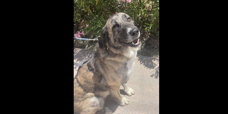 , Adopteer! Buitenlandse honden en katten uit Spanje ter adoptie